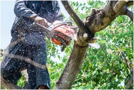 tree services La Pine